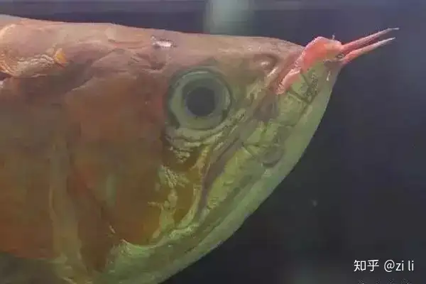 龍魚相關的鱗底部分語會幫助我們挑選龍魚，辨別龍魚真假，如何挑選一條龍魚
