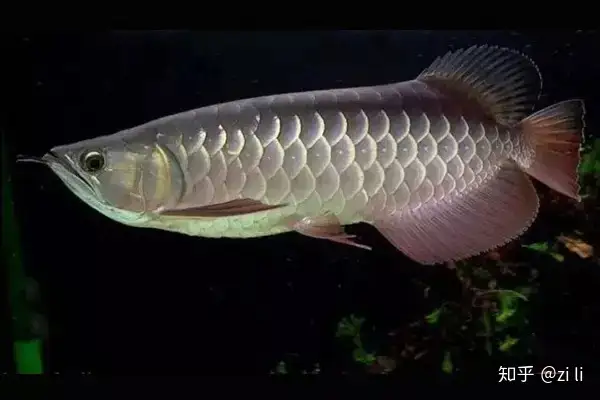 龍魚相關的鱗底部分語會幫助我們挑選龍魚，辨別龍魚真假，如何挑選一條龍魚