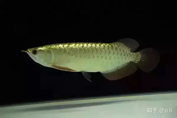 龍魚相關的鱗底部分語會幫助我們挑選龍魚，辨別龍魚真假，如何挑選一條龍魚