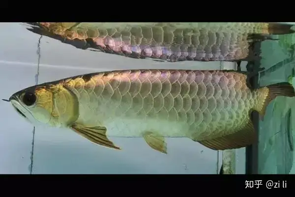 龍魚相關的鱗底部分語會幫助我們挑選龍魚，辨別龍魚真假，如何挑選一條龍魚
