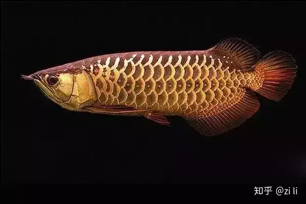 龍魚相關的鱗底部分語會幫助我們挑選龍魚，辨別龍魚真假，如何挑選一條龍魚