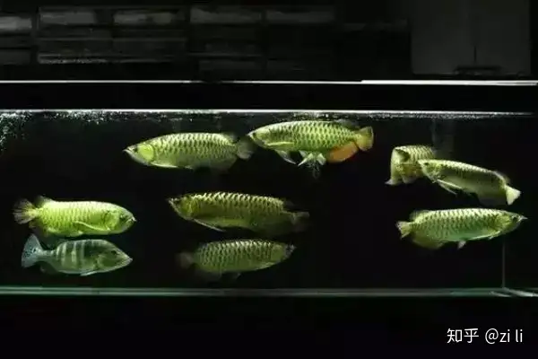 龍魚相關的鱗底部分語會幫助我們挑選龍魚，辨別龍魚真假，如何挑選一條龍魚