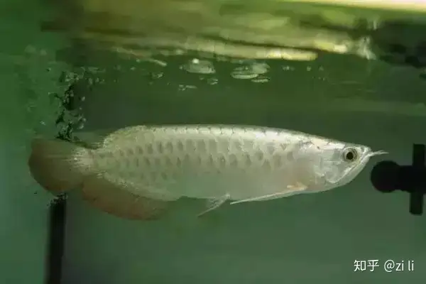 龍魚相關的鱗底部分語會幫助我們挑選龍魚，辨別龍魚真假，如何挑選一條龍魚