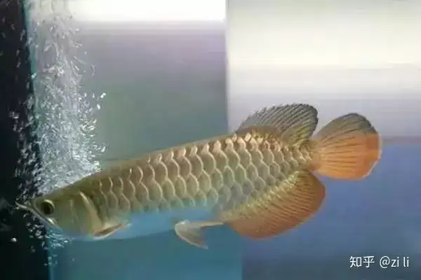 龍魚相關的鱗底部分語會幫助我們挑選龍魚，辨別龍魚真假，如何挑選一條龍魚