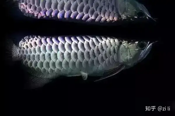 龍魚相關的鱗底部分語會幫助我們挑選龍魚，辨別龍魚真假，如何挑選一條龍魚