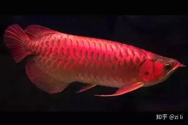 龍魚相關的鱗底部分語會幫助我們挑選龍魚，辨別龍魚真假，如何挑選一條龍魚