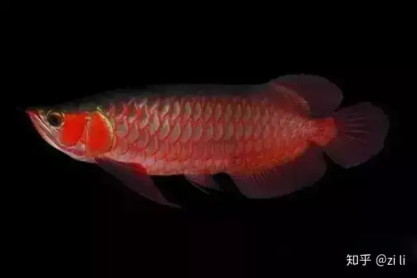 龍魚相關的鱗底部分語會幫助我們挑選龍魚，辨別龍魚真假，如何挑選一條龍魚