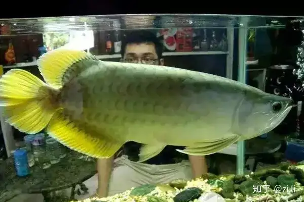 龍魚相關的鱗底部分語會幫助我們挑選龍魚，辨別龍魚真假，如何挑選一條龍魚