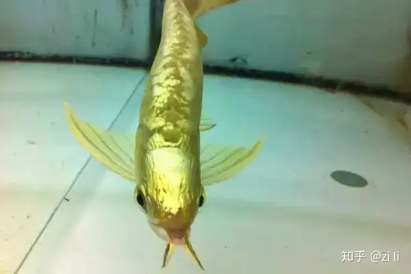 龍魚相關的鱗底部分語會幫助我們挑選龍魚，辨別龍魚真假，如何挑選一條龍魚