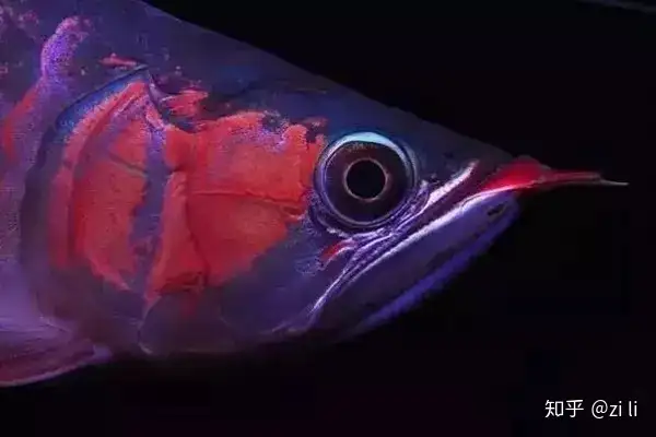 龍魚相關的鱗底部分語會幫助我們挑選龍魚，辨別龍魚真假，如何挑選一條龍魚