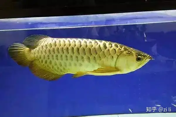 龍魚相關的鱗底部分語會幫助我們挑選龍魚，辨別龍魚真假，如何挑選一條龍魚