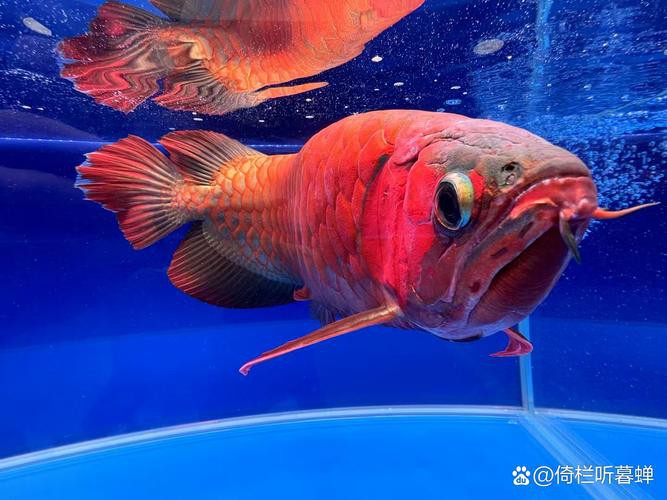 紅龍魚的含義和寓意圖片 龍魚百科 第12張 紅龍魚的含義和寓意圖片 紅龍魚的含義和寓意圖片 龍魚百科 第12張