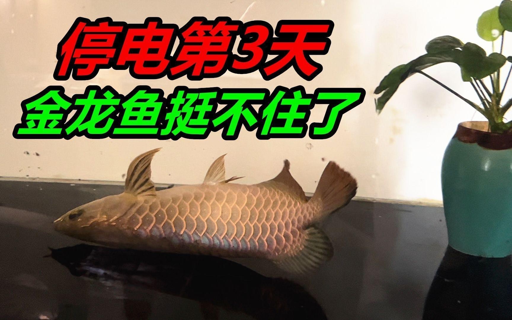 如何判斷七鰭金龍魚的品相？