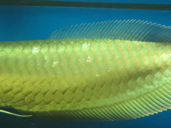 銀龍魚背發黑