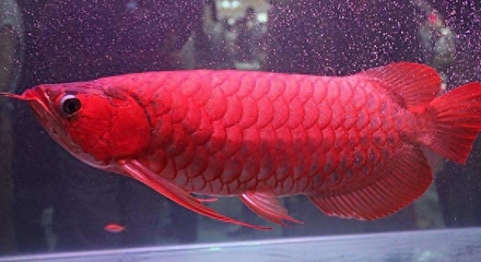 森森魚缸下過濾怎么換水（如何保持魚缸水質(zhì)穩(wěn)定魚缸換水后注意事項(xiàng)）