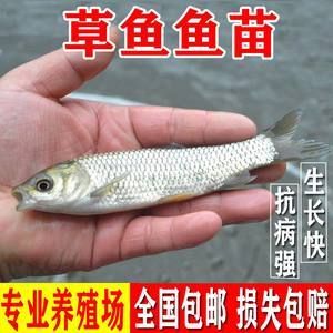 申古銀版魚繁殖期飼料選擇：申古銀版魚繁殖期營養需求分析