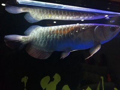 養龍魚放沉木好處：養龍魚是否適合放沉木