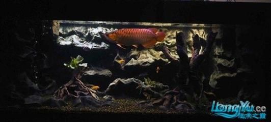 養龍魚放沉木好處：養龍魚是否適合放沉木