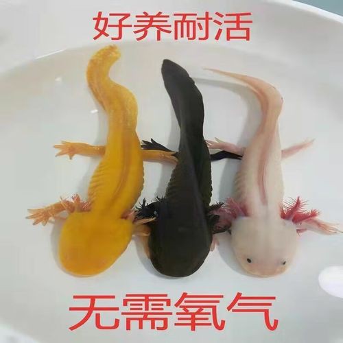 如何挑選高品質的六角恐龍？