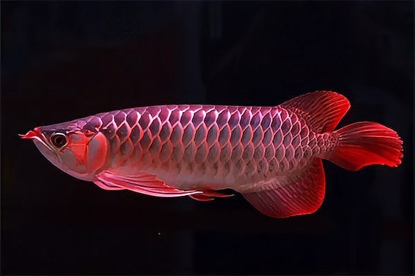 龍魚尾巴手術(shù)后老是長(zhǎng)歪咋辦