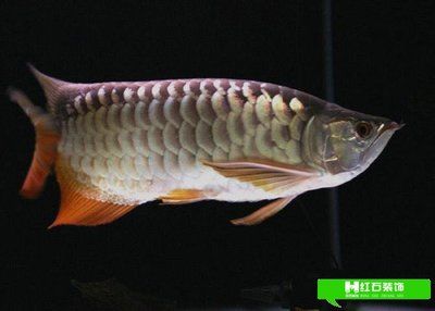 龍魚可以用軟水養(yǎng)嗎？：龍魚對(duì)水質(zhì)的要求