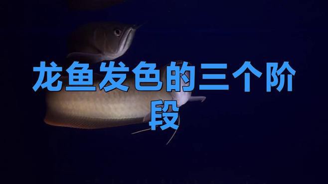 金龍魚多久變色一次