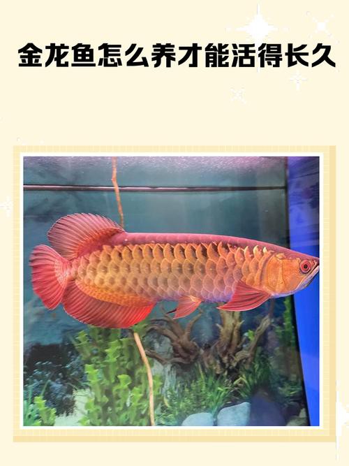 金龍魚公母圖解