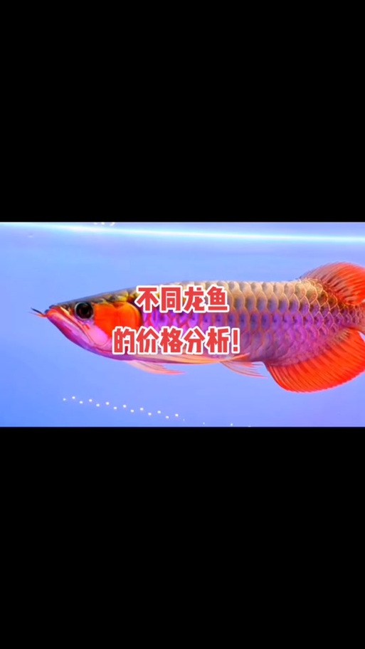 金龍魚公母圖解