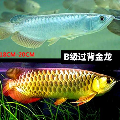 金龍魚公母圖解