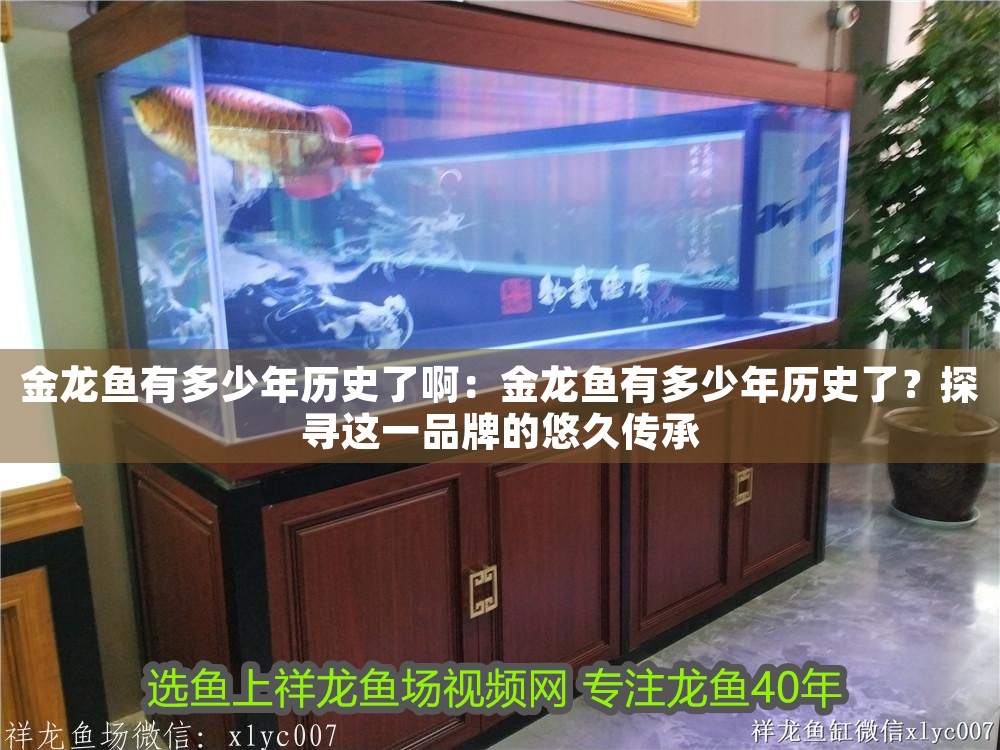 金龍魚有多少年歷史了啊：金龍魚有多少年歷史了？探尋這一品牌的悠久傳承