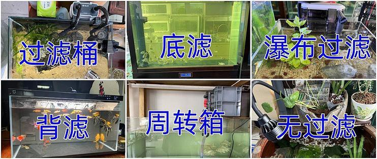 龍魚魚缸需要多大的過濾系統？