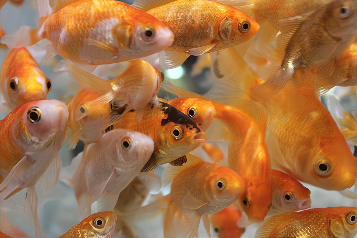 金龍魚飼料多久換一次品牌？