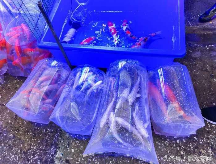 广州鱼缸批发市场ff祥龙鱼场（广州祥龙鱼场怎么样？）