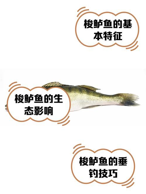 天山龍魚是什么魚圖片大全