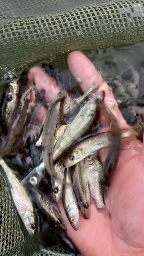 天山龍魚是什么魚圖片大全