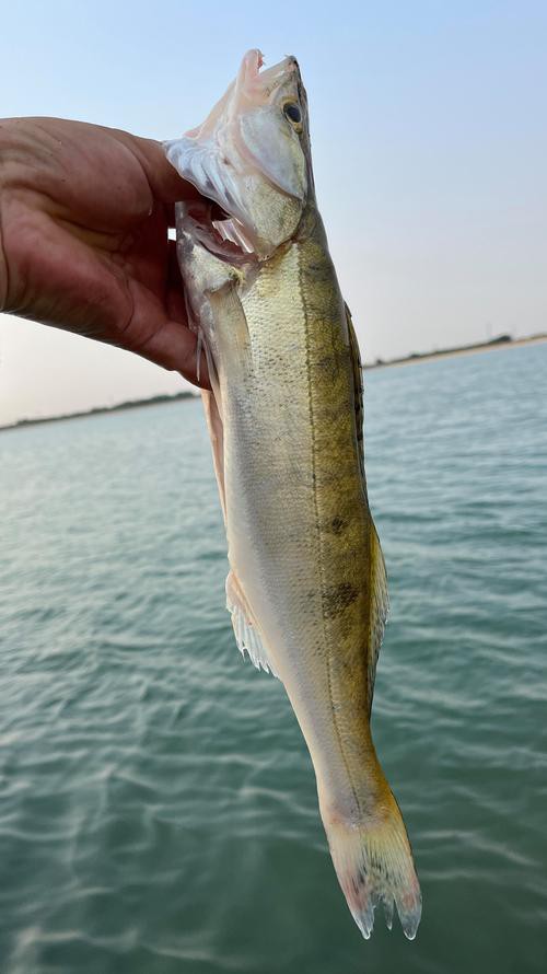 天山龍魚是什么魚圖片大全