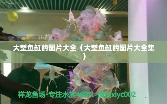 魚缸圖片真實照片欣賞（大魚缸設計要點生態水景魚缸實景與渲染對比客廳魚缸擺放技巧）