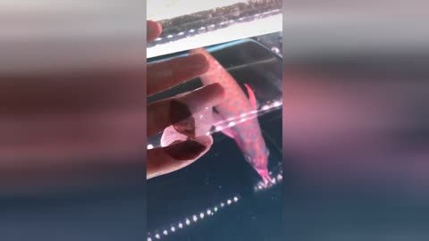 龍魚掉了一塊鱗片怎么辦：龍魚為什么會掉鱗