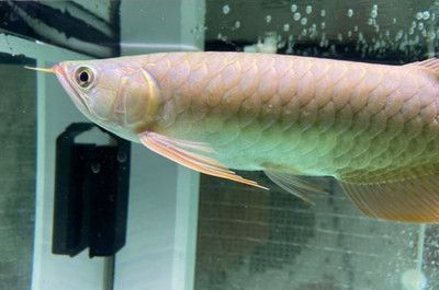 龍魚掉了一塊鱗片怎么辦：龍魚為什么會掉鱗