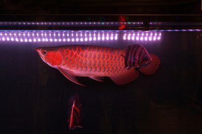 金龍魚打什么燈：金龍魚打什么燈如何合理使用燈的詳細指南金龍魚打什么燈