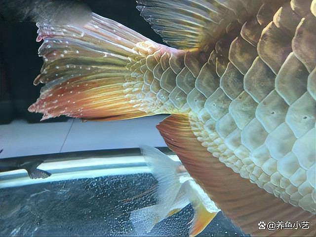 海南養(yǎng)龍魚一定要用加熱棒嗎為什么呢