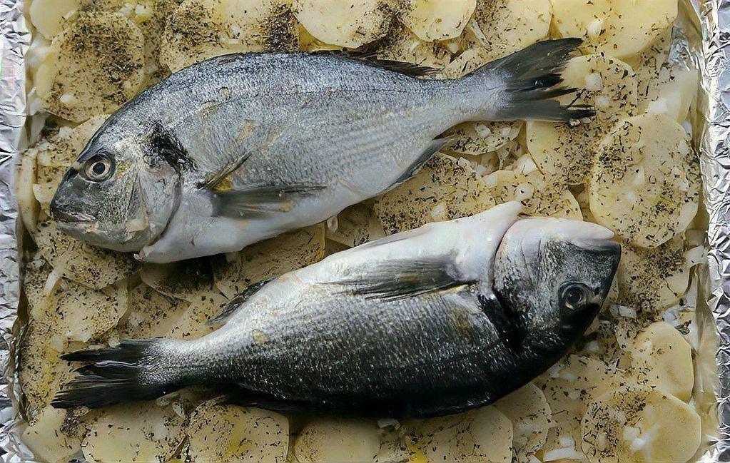 裸斑魚哪個部位有毒