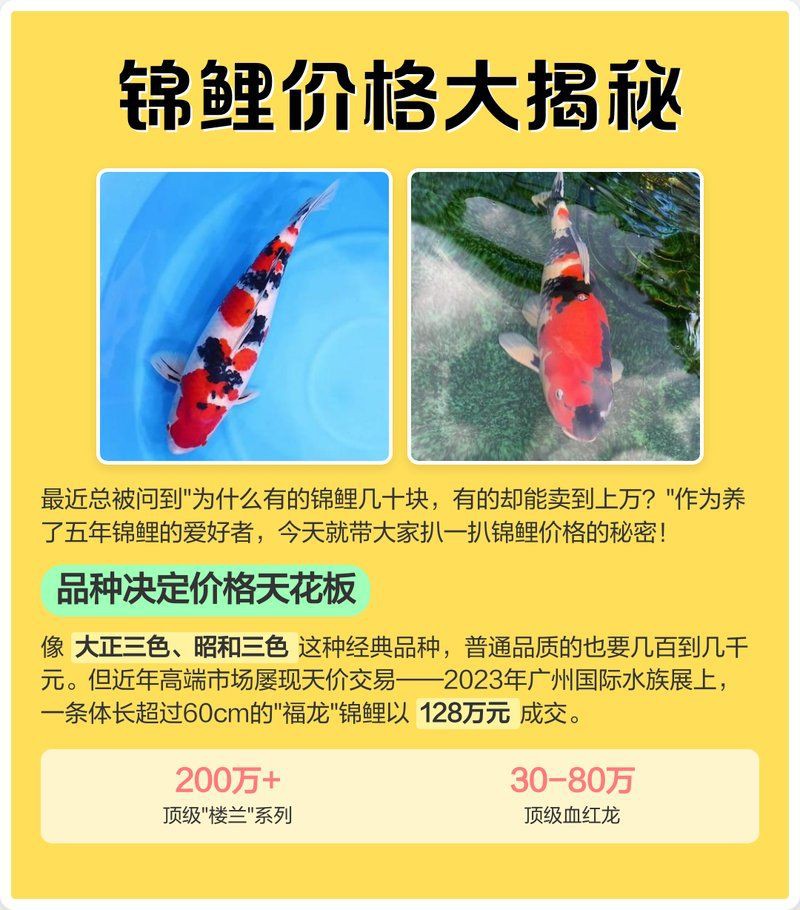 能否提供更多紅龍魚的價格記錄？