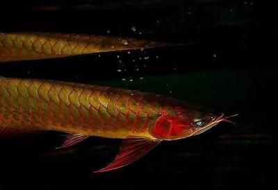 紅龍魚光照過強的后果：紅龍魚光照過強對紅龍魚的影響