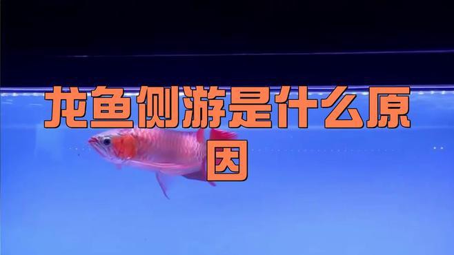 紅龍魚側身游