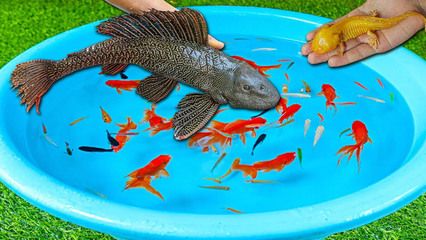 龍魚天天喂蝦可以嗎：龍魚可以喂食蝦嗎