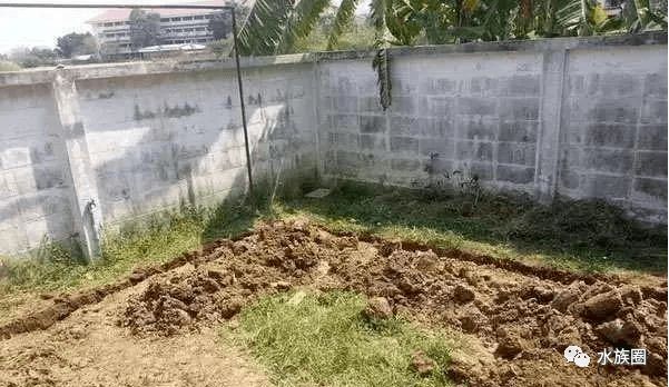 魚池養龍魚：關于魚池養龍魚的注意事項