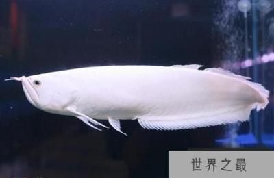 龍魚里最貴的是哪種魚，雪龍魚、血紅龍魚、金龍魚、金龍魚等都是龍魚中最貴的品種
