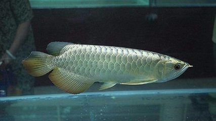 龍魚里最貴的是哪種魚，雪龍魚、血紅龍魚、金龍魚、金龍魚等都是龍魚中最貴的品種