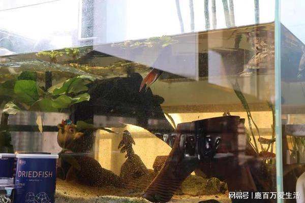 濟(jì)南市中區(qū)淼漫水族店